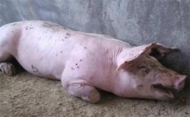 常见的猪高温病有哪几种