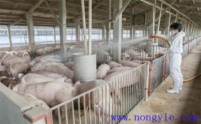 高温情况下猪的饲养管理措施