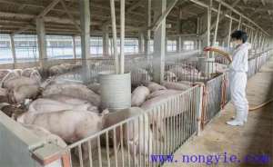 高温情况下猪的饲养管理措施！