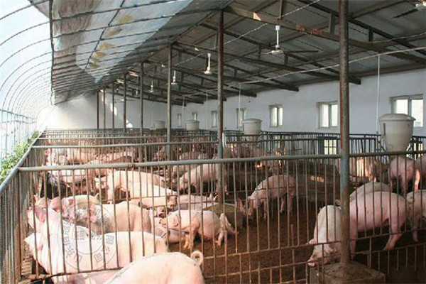 猪场保健饲养技术