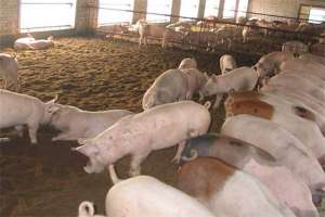 如何提高养猪的经济效益，实现养殖利润最大化？
