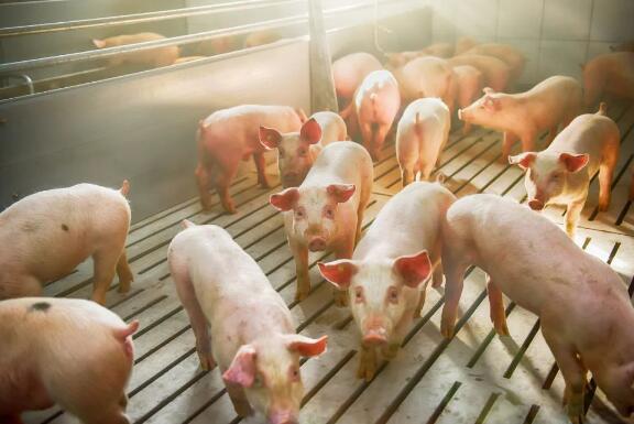 猪价10天上涨5%，9月还将大涨？需注意4个阻碍因素！