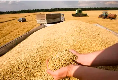 小麦收盘上涨，因全球需求活跃