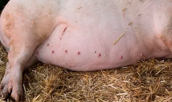 母猪低温症的治疗方案