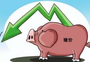 放储消息密集公布 猪价涨势再度趋缓