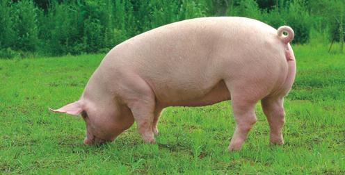 养猪秋季腹泻疾病正确的应对方式