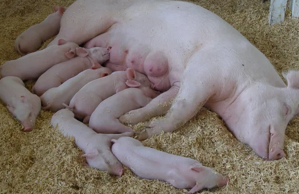 母猪咬仔猪原因分析，如何处理母猪咬小猪？