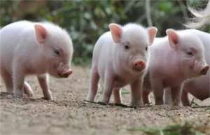 2022年9月20日全国各地(15至19公斤)仔猪今日价格行情