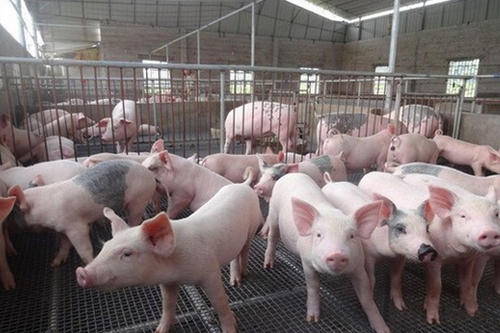生猪养殖户补栏更加谨慎、多处于观望状态