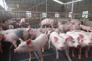 生猪养殖户补栏更加谨慎、多处于观望状态
