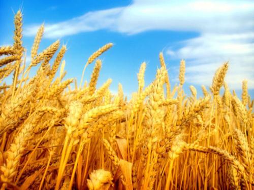 2022年9月26日全国各地今日市场小麦价格行情走势