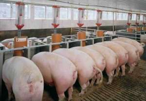 2022-10-01 全国各地部分地区生猪价格涨跌表