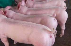 2022年10月08日全国各省市种猪价格行情走势报价表