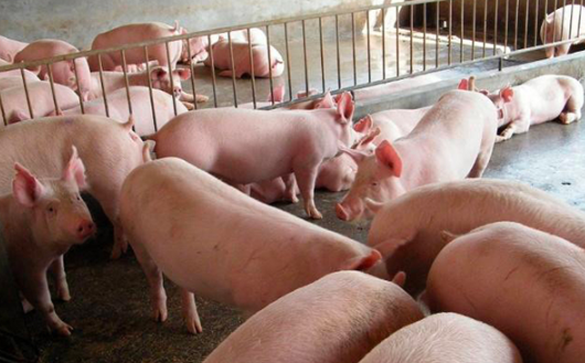 为什么喂奶的母猪会发情？哺乳期母猪发情可以配种吗？