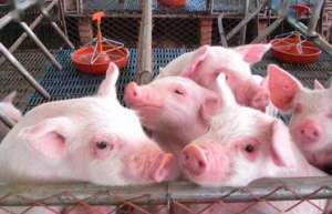 家庭农场式的养猪场，存在着几个致命误区？