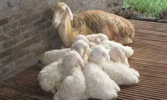 提高母羊产羔数四措施