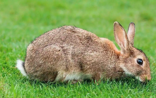 野兔是保护动物吗？野兔和家兔能杂交吗？