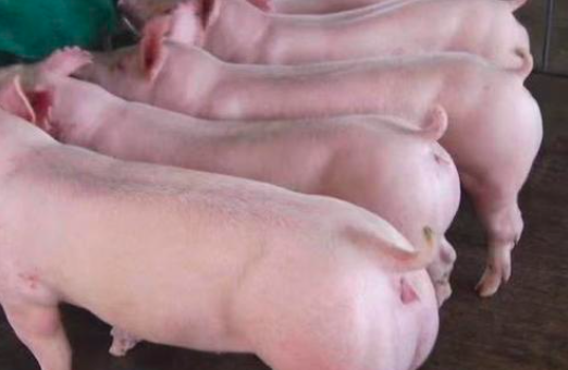 2022年11月27日全国各省市种猪今日价格报价表