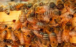 意大利蜂养殖技术要点