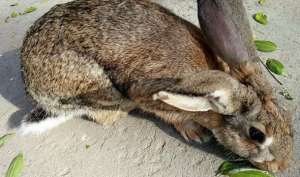 野兔吃什么食物？野兔子怎么养殖？