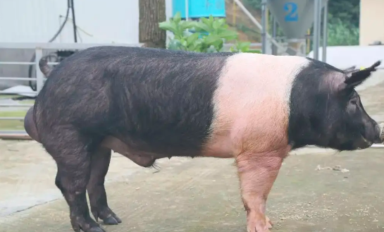 汉普夏猪养殖方法与注意事项？