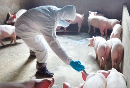 关于猪病免疫的一些思考？