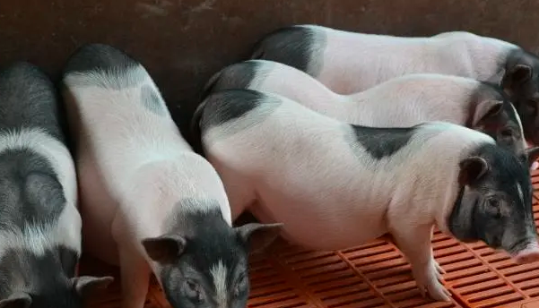 饲养香猪的经济效益？