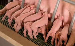 高产母猪是怎样炼成的？