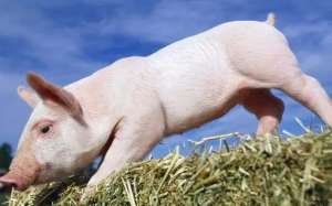 追求猪粮比高产出是养猪业的大误区？