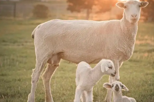 母羊怎么喂养?母羊不同阶段的饲料配方推荐