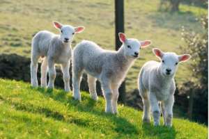 羊羔养殖方法和技巧