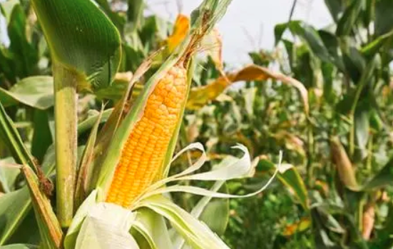 玉米涨价，非转基因玉米开始收取智商税？