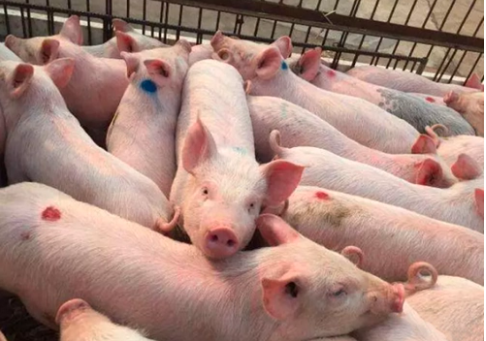 科学养猪才能赚更多，夏季喂猪“五不要”