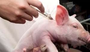 猪出现紧急症状时，什么情况能打针？