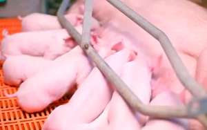母猪提高受胎率和产仔数，这几点很关键？