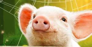 内、外毒素危害大，养猪如何区分防治？