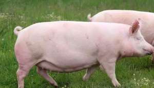 为什么有的猪场头胎母猪发情难、淘汰率高？