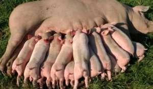 哺乳期母猪应该多补充营养但为什么不宜喂饱？