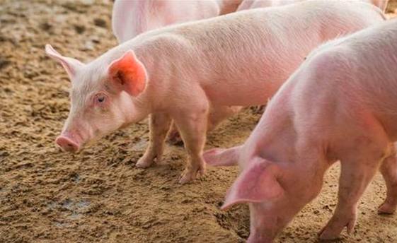 猪食欲不振的原因有哪些，该如何防治好？