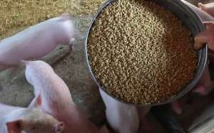 猪吃了就睡不一定是好事，你对饲料的误解知多少？