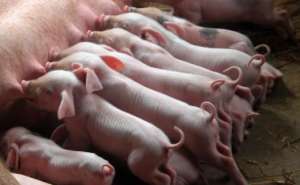 2023年01月13日全国各省市20公斤仔猪今日价格行情