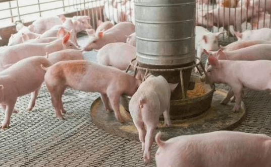 为什么给猪换饲料需要过渡？