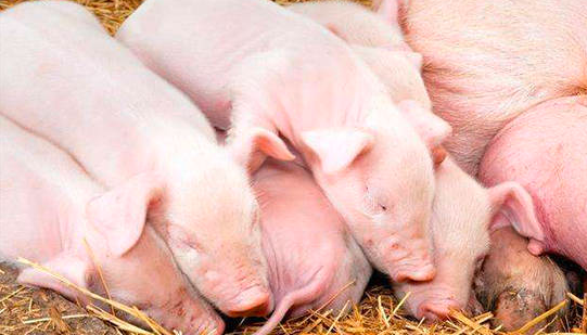 仔猪生长速度慢的6大原因？