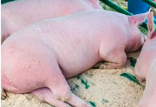饲料因素致母猪瘫痪防控措施？