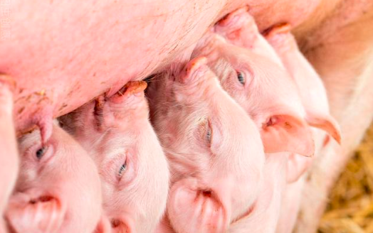 母猪初乳健康管理方法，母猪初乳管理两大核心