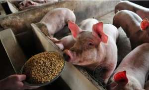 如何改进生猪饲喂方法？