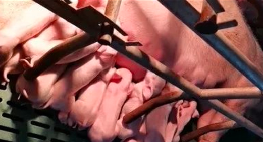 提高母猪产仔数的关键点有哪些？