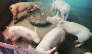 病弱猪如何鉴别，如何正确饲养管理？