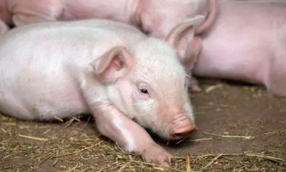 猪总是莫名的生病，是不是中了下面这些毒呢？