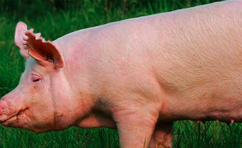 引起猪呕吐的寄生虫病原因有哪些？该怎么防控呢？